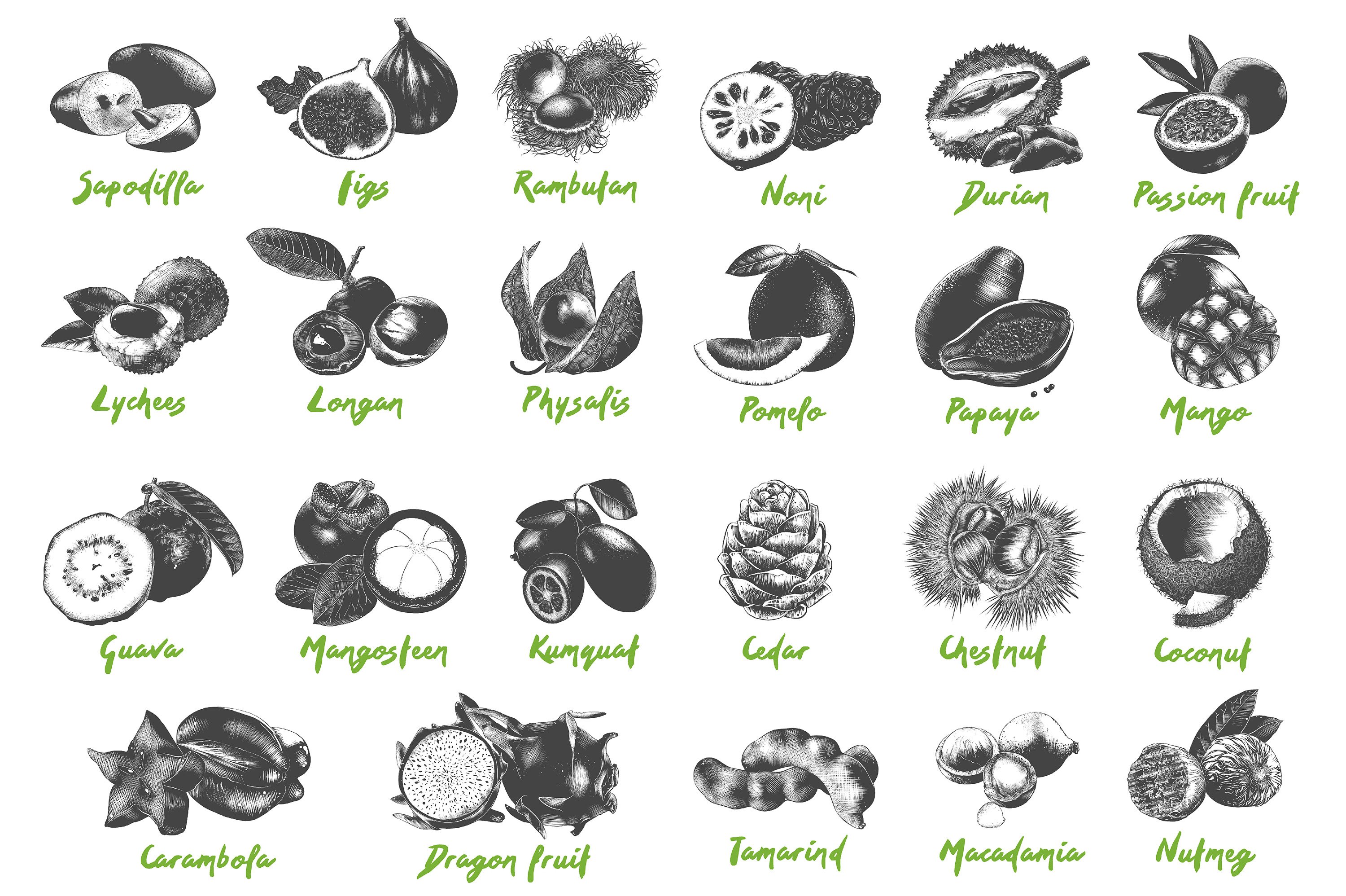 Black and white drawing of different types of fruit.