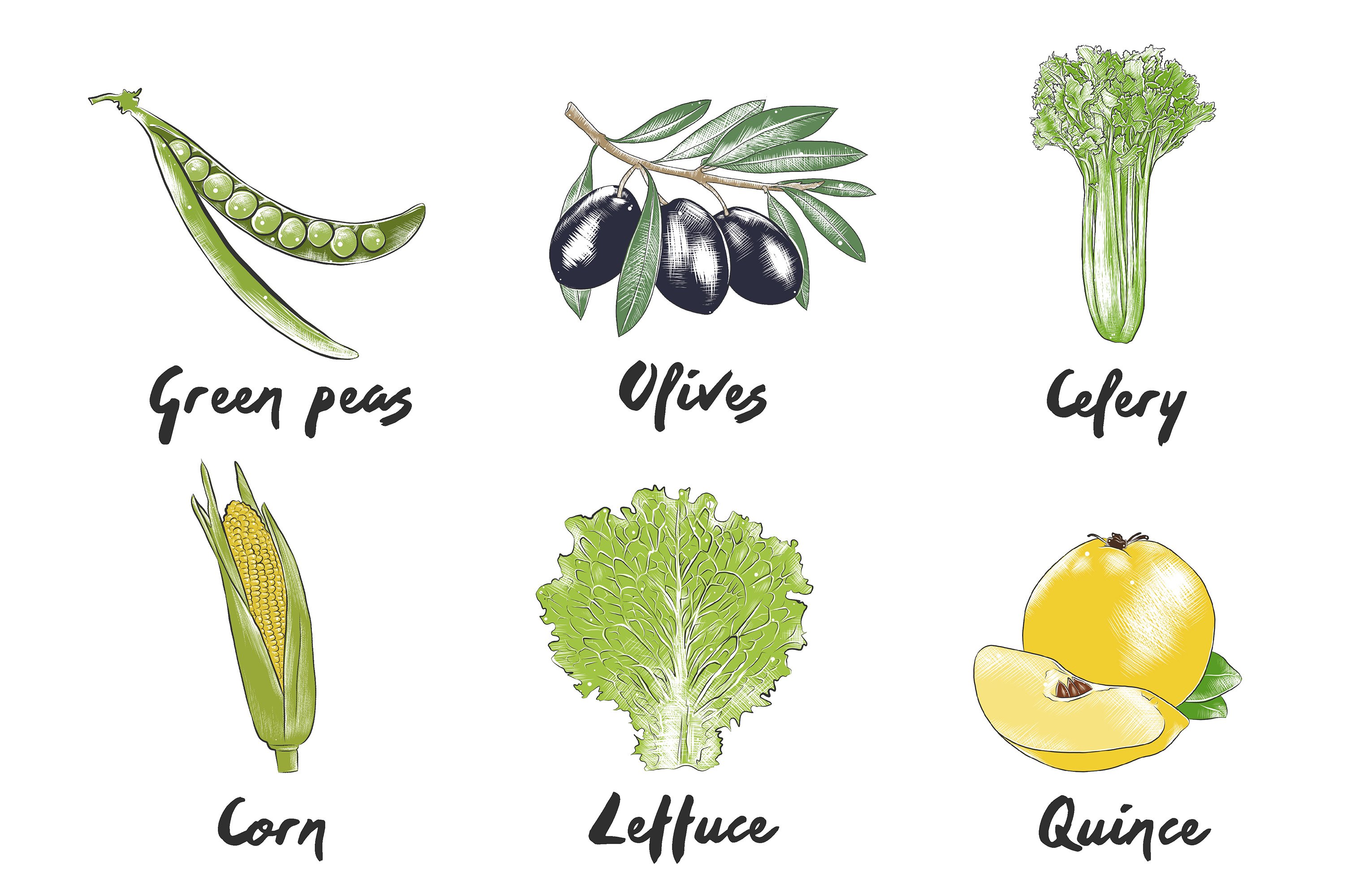 A bunch of different types of vegetables on a white background.