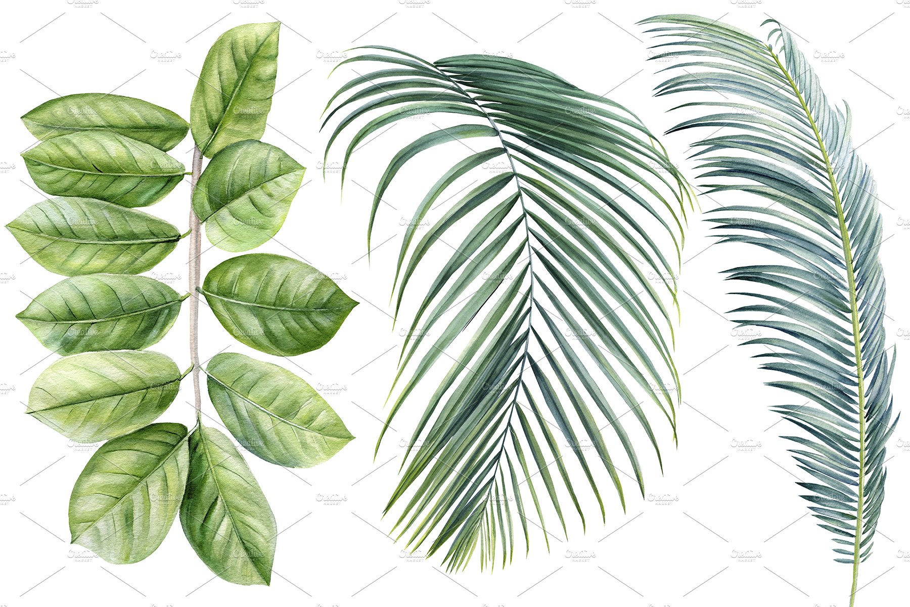 Three different types of leaves on a white background.