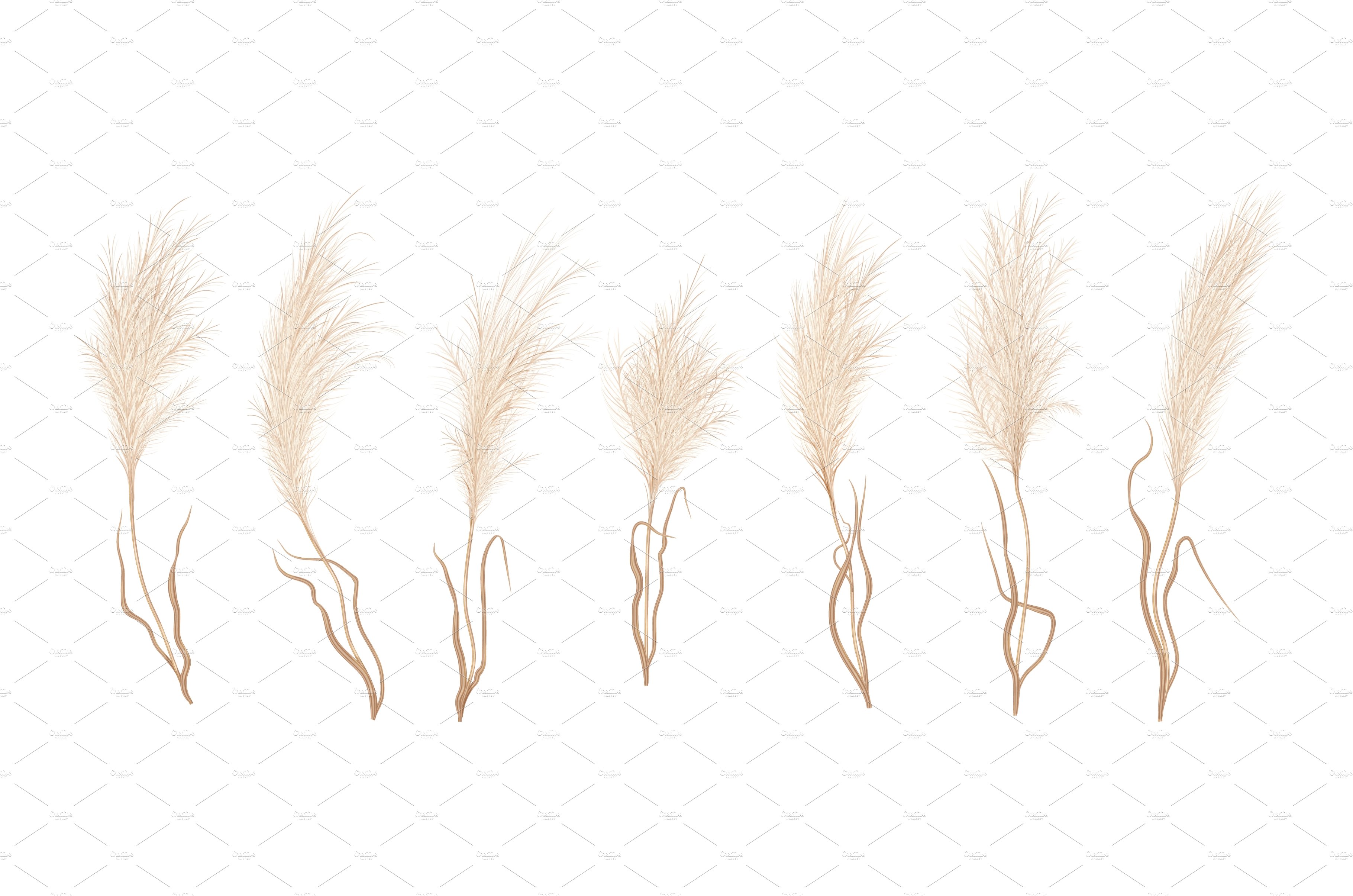 Row of dry grass on a white background.