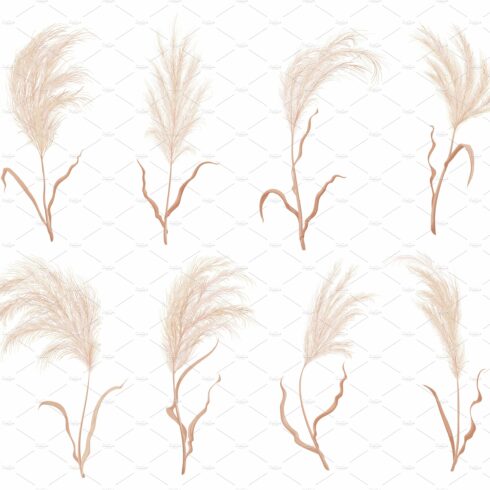 Bunch of dry grass on a white background.