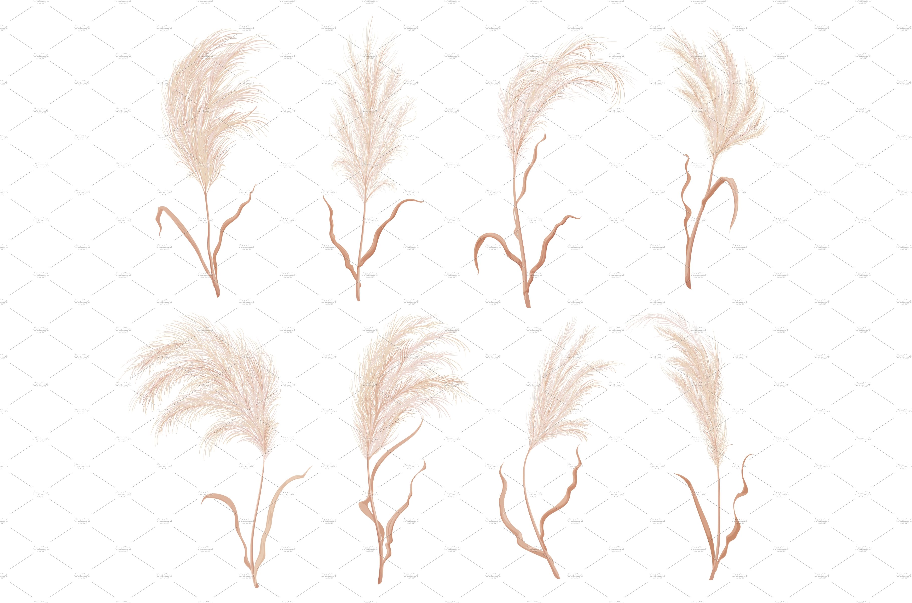 Bunch of dry grass on a white background.