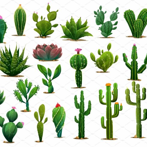Variety of cactus plants and cacti.