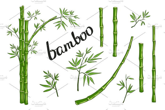 Bamboo tree with leaves and branches.