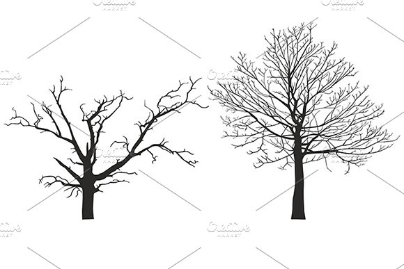 Three trees without leaves on a white background.
