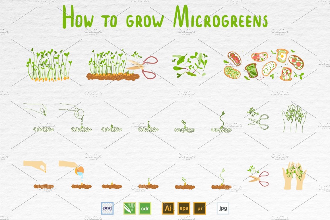 How to grow microgreens.