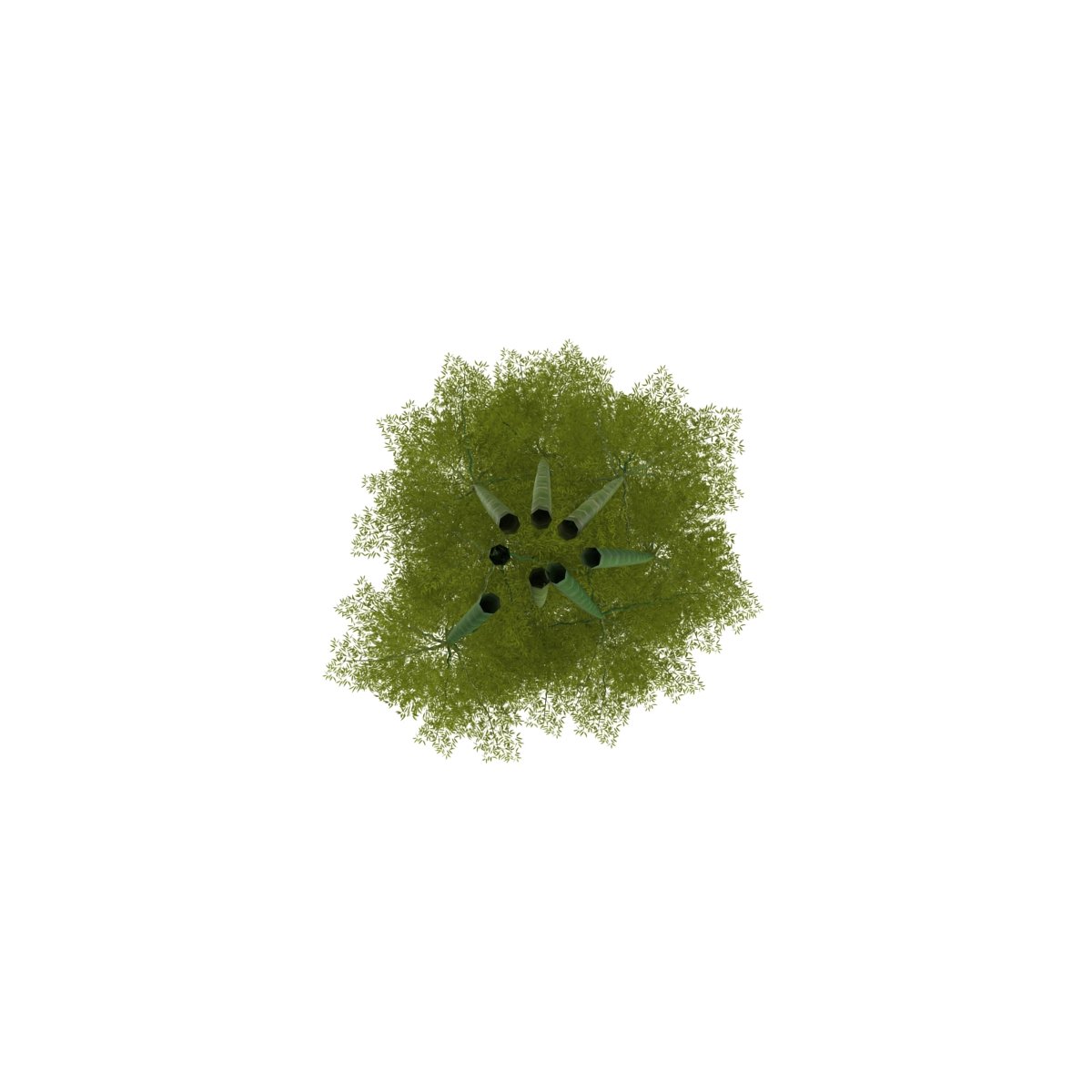 Group of green plants in the middle of a white background.