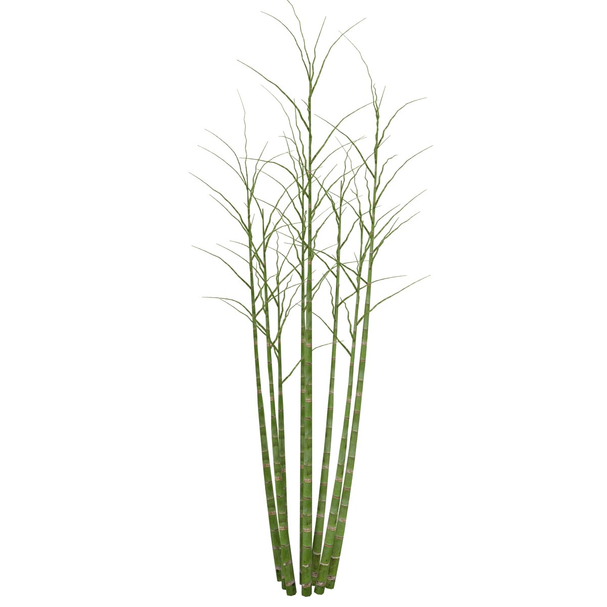 Tall green plant with thin branches on a white background.