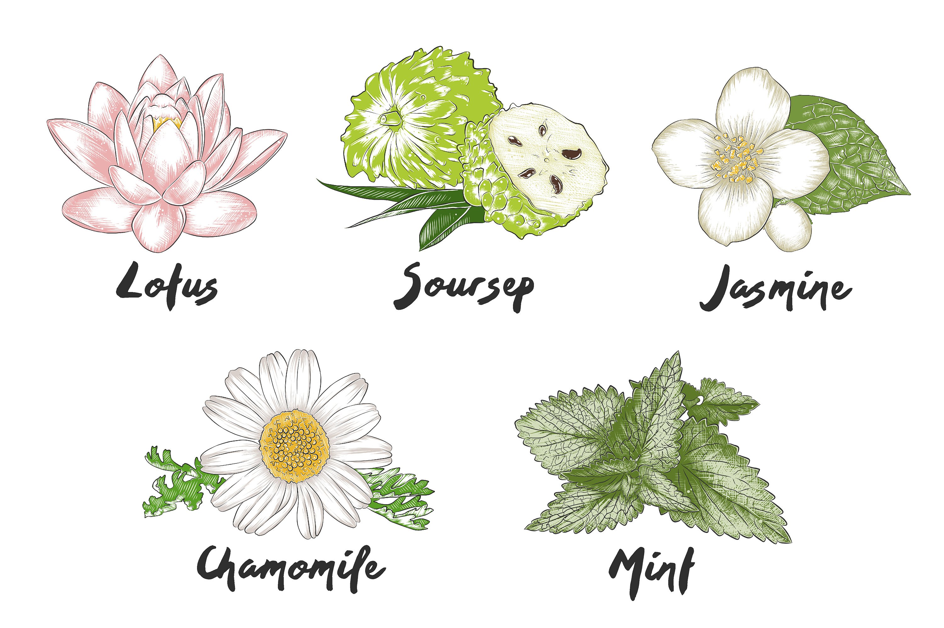 A bunch of different types of flowers on a white background.