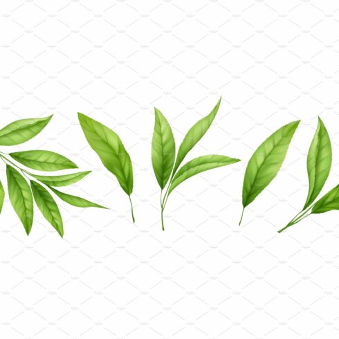 Set of three green leaves on a white background.
