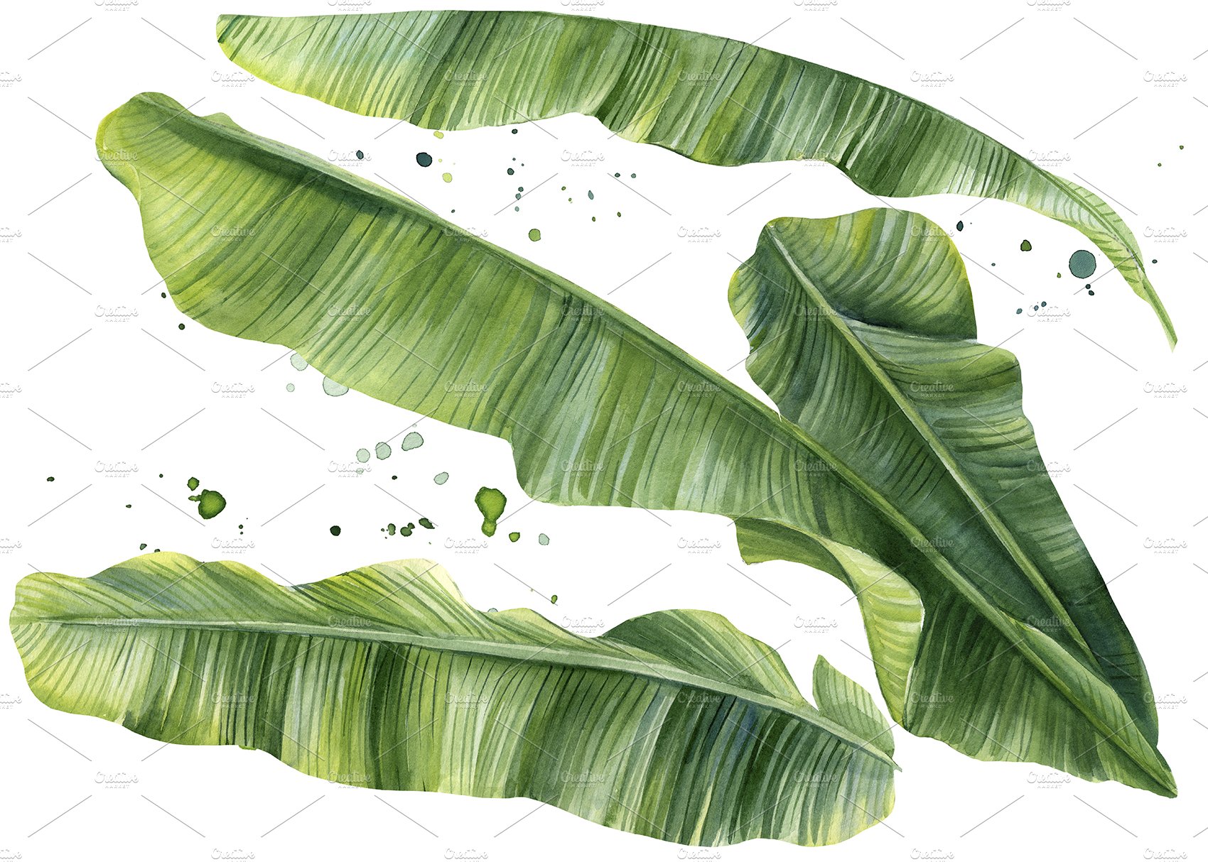 Watercolor painting of a banana leaf.