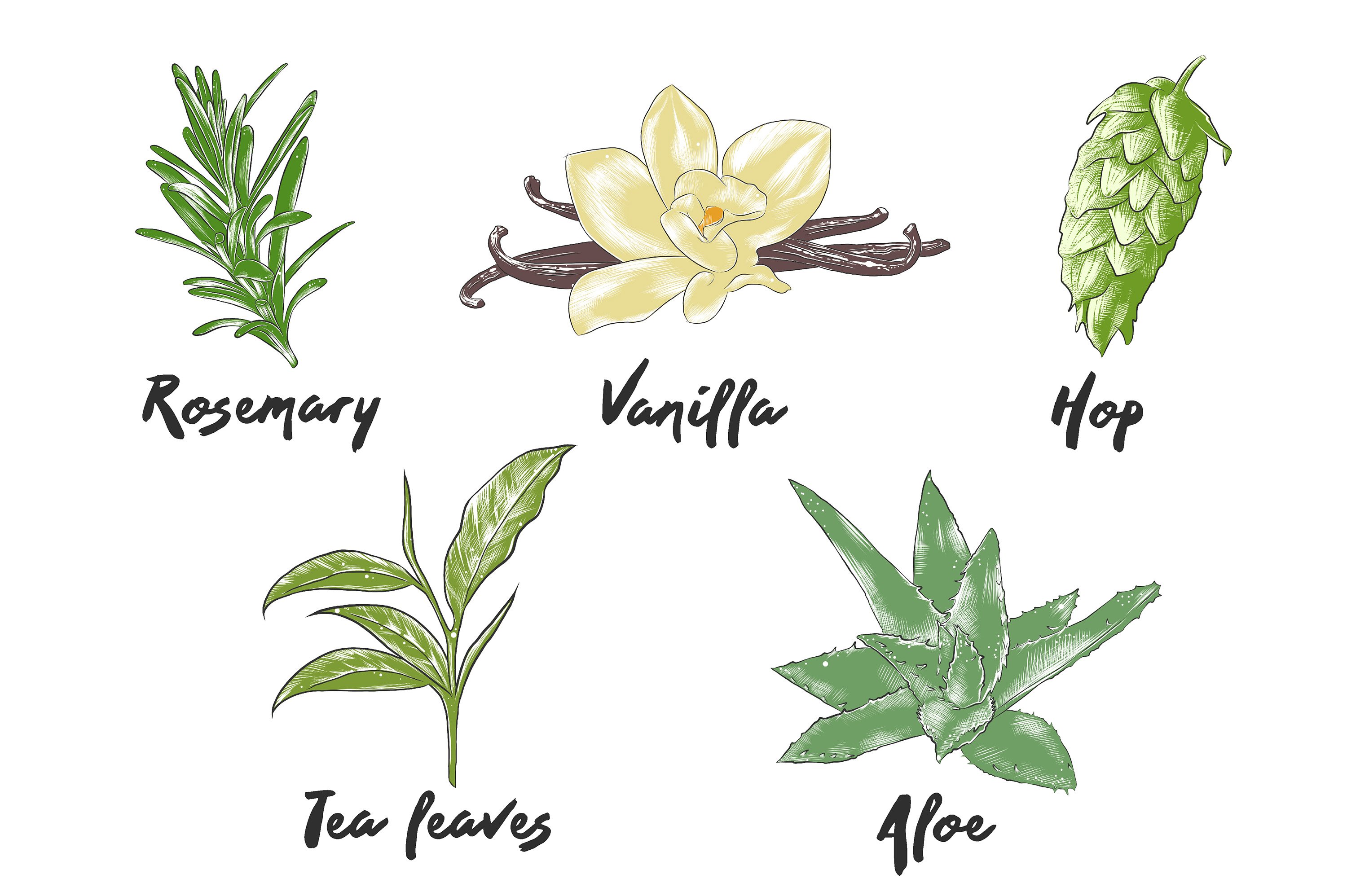 A bunch of plants that are labeled in different languages.