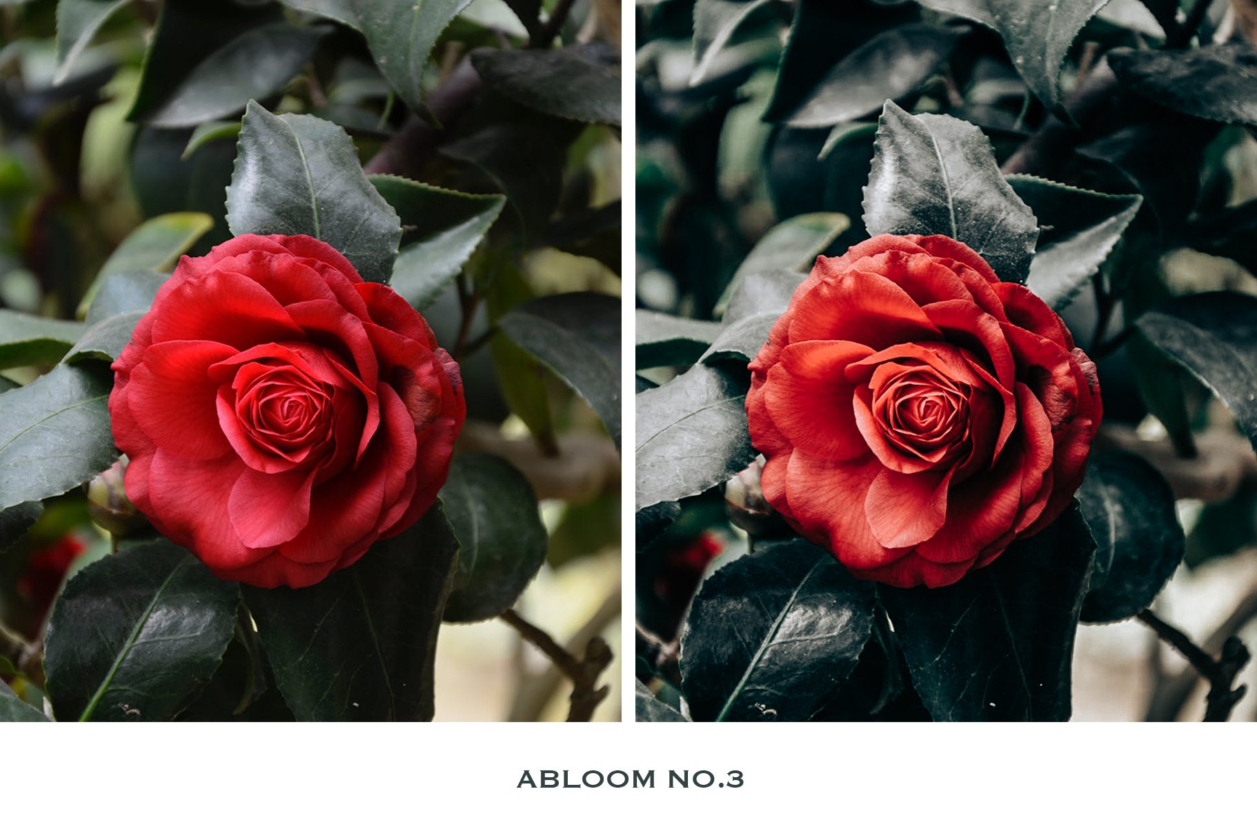 abloom no.3 copy 3 562