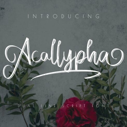 Acallypha - Handwritten Script Font cover image.