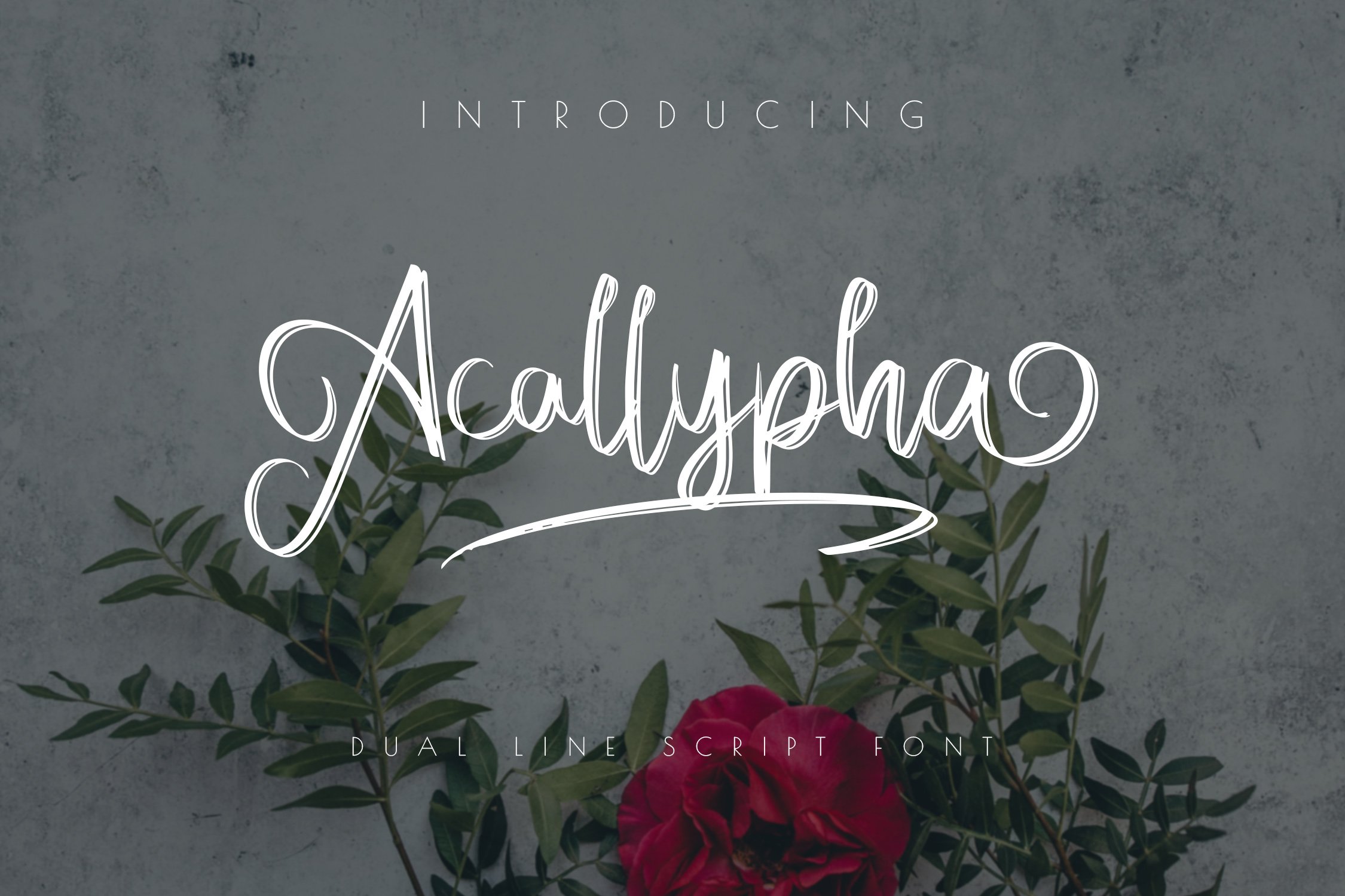 Acallypha - Handwritten Script Font cover image.