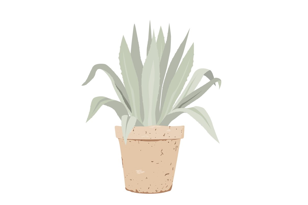 Potted plant with green leaves on a white background.