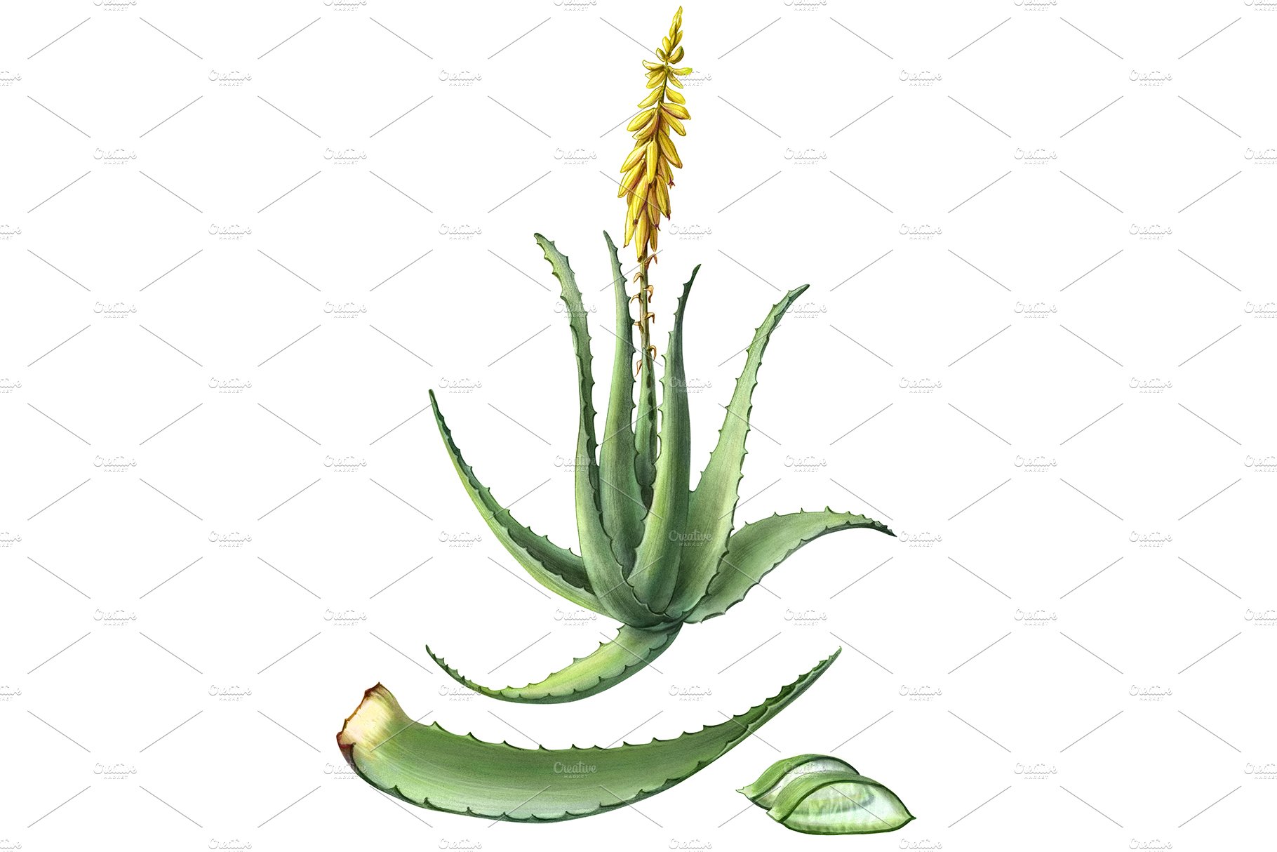 Drawing Of Outline Aloe Vera. Royalty Free SVG, Cliparts, Vectors, and  Stock Illustration. Image 87739133.