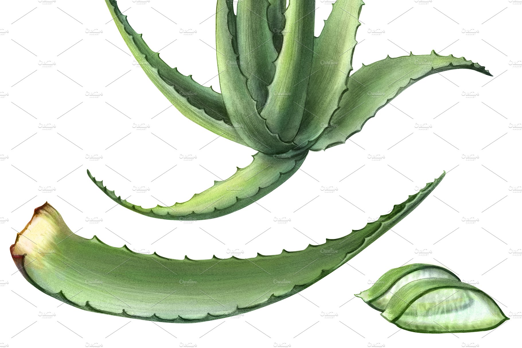 Watercolor botanical drawing of aloe vera whole plant with stems, leaves,  roots, flowers, blossoms on white background. Realistic detailed picture  for Stock Photo - Alamy