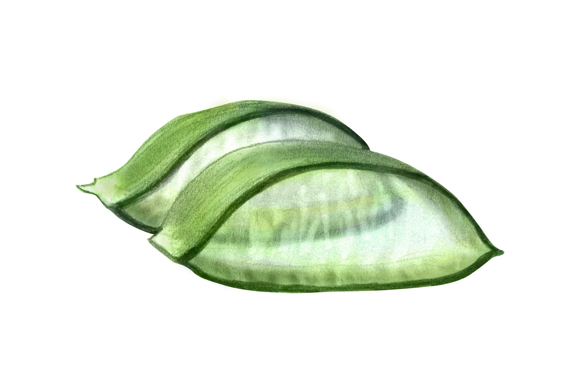 Drawing of a green leaf on a white background.