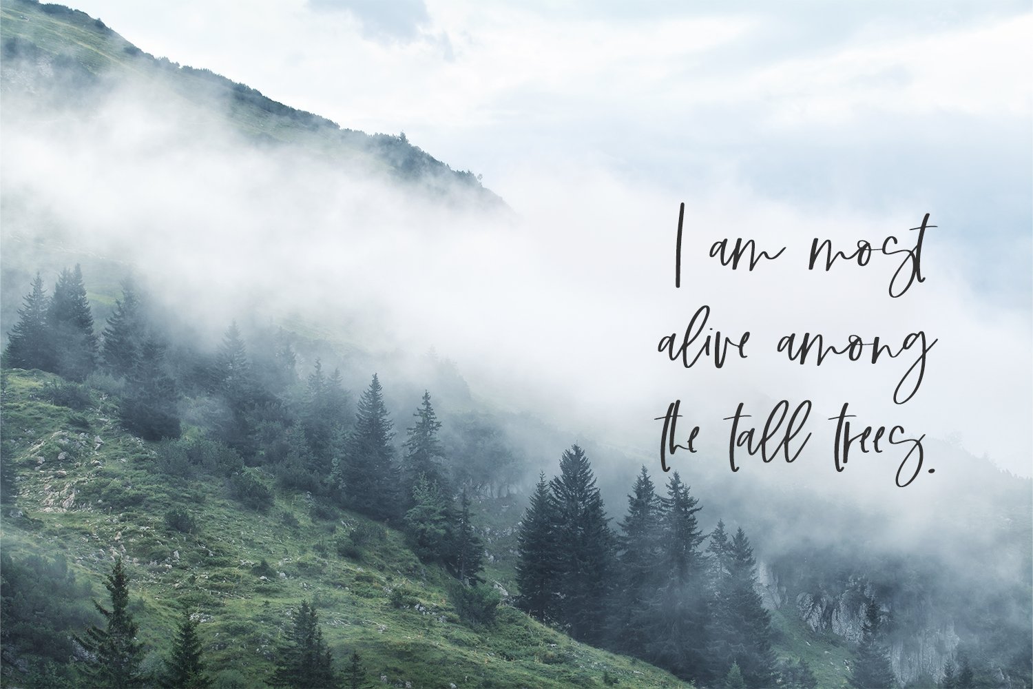 Alpines Script Font preview image.