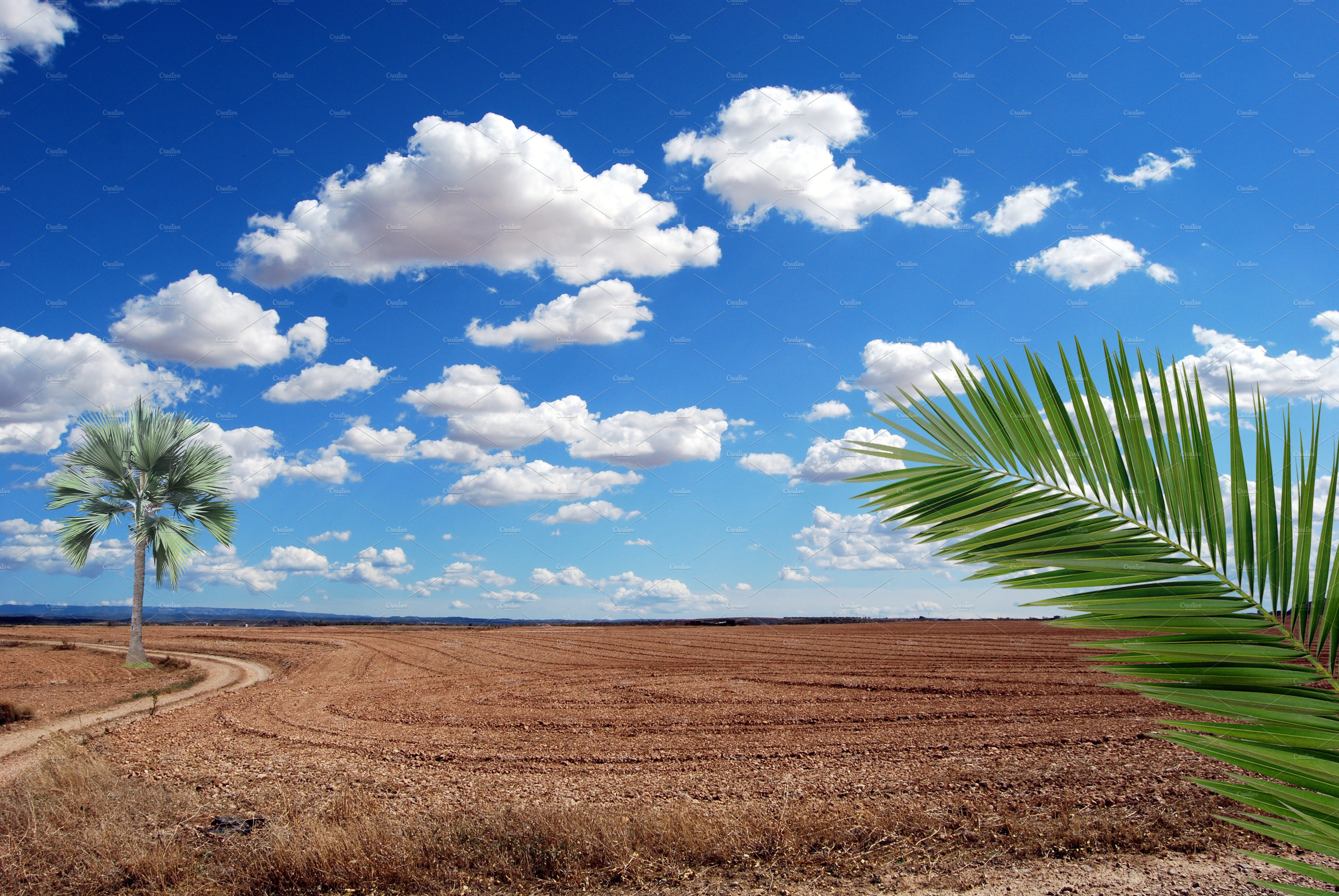 Palm tree in the middle of a field.