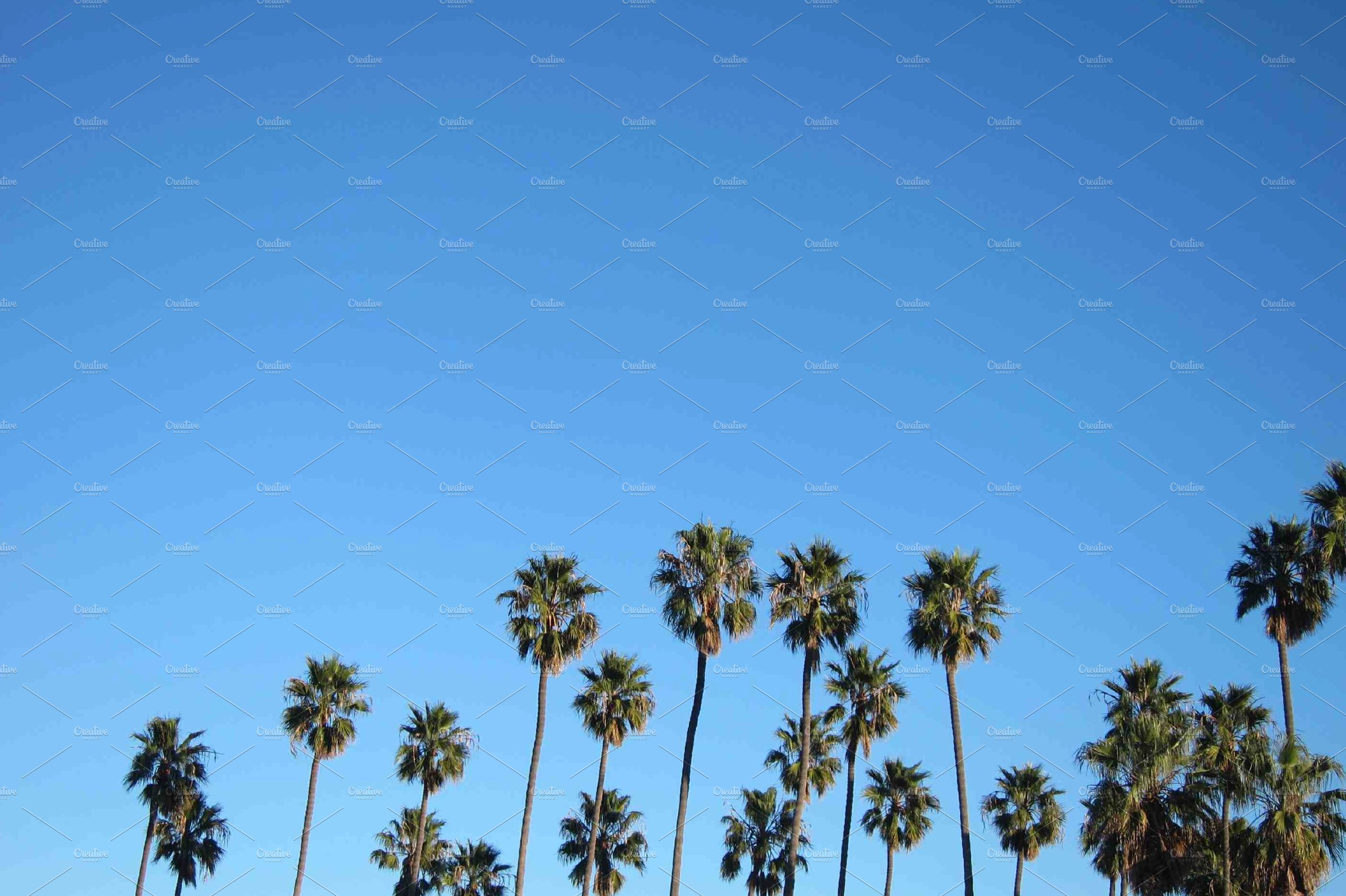 Group of palm trees against a blue sky.