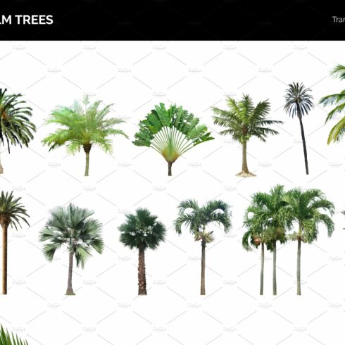 14 PSD Palm Trees cover image.