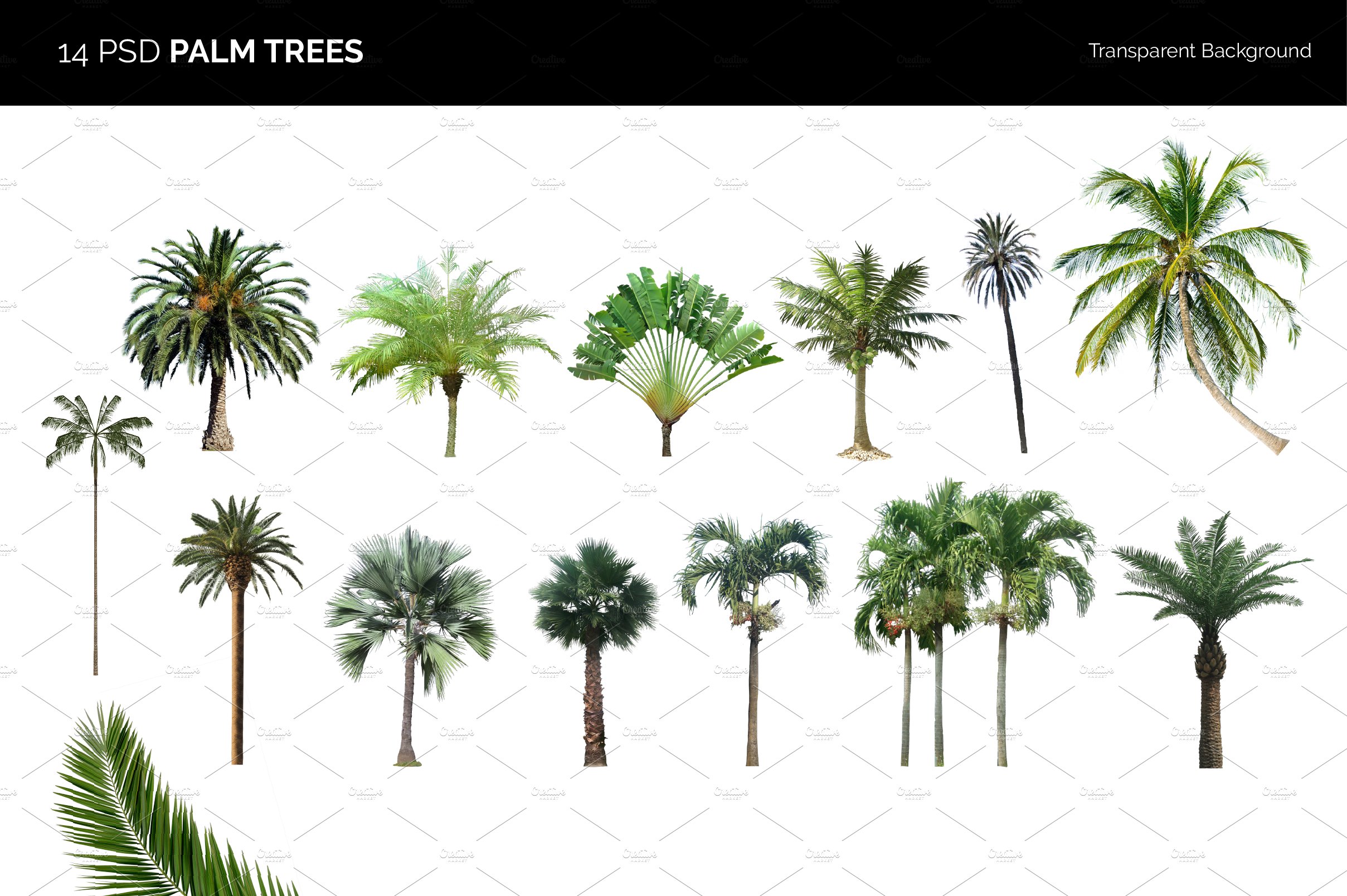 14 PSD Palm Trees cover image.