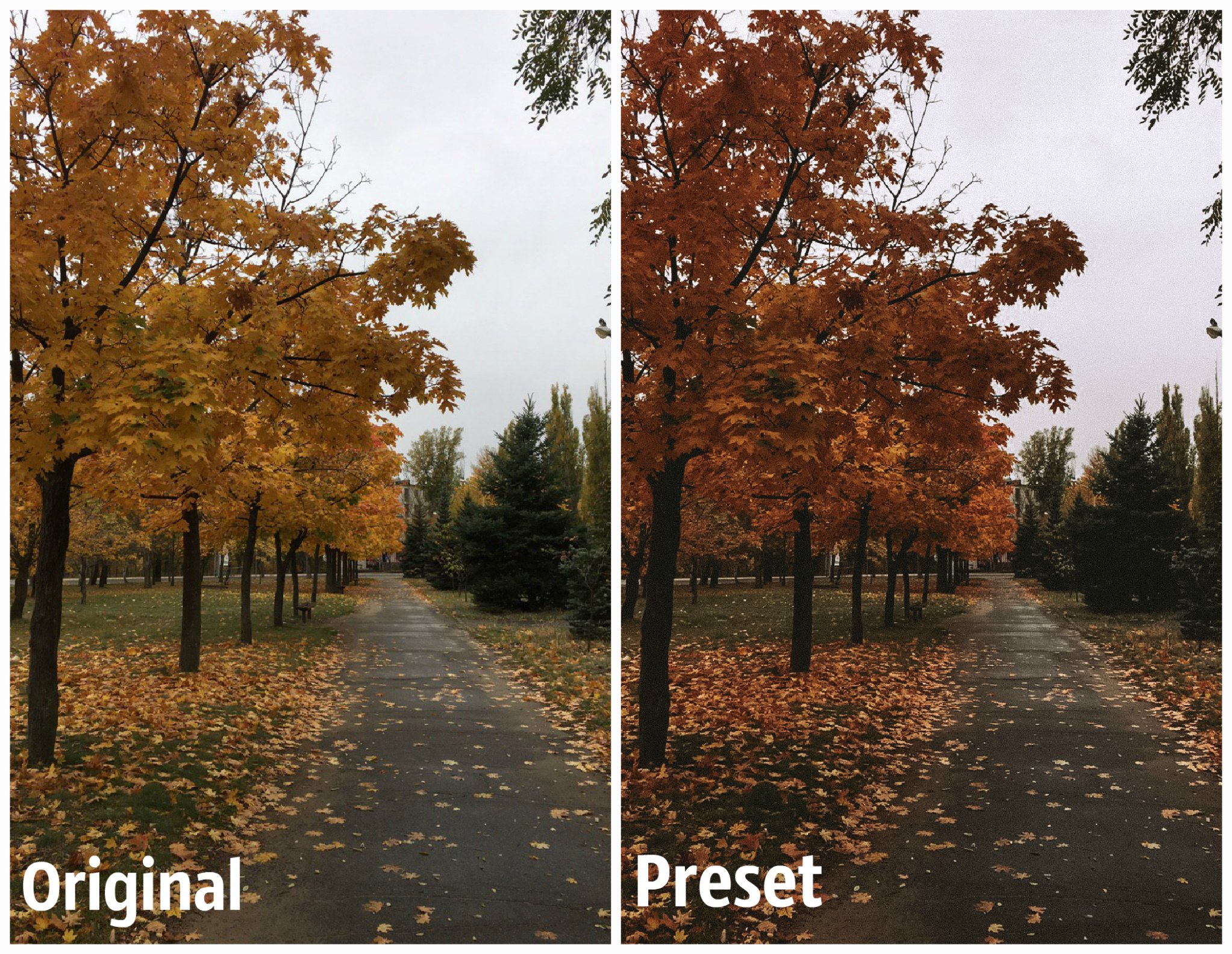 Lightroom Mobile Autumn Presetpreview image.