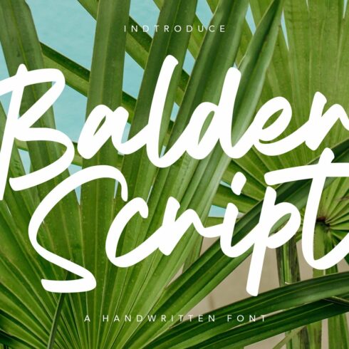 Balder Script Font cover image.