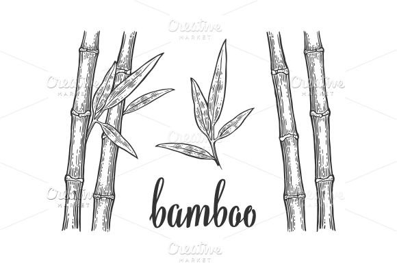 Bamboo tree with leaves and the word bamboo.