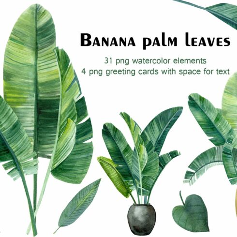 Banana palm leaves cover image.