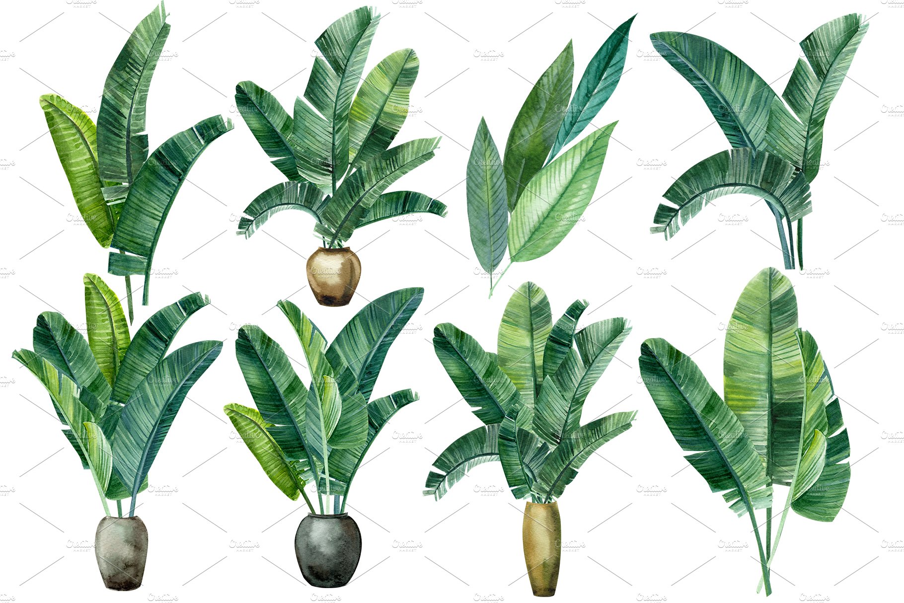 Set of tropical plants with green leaves.