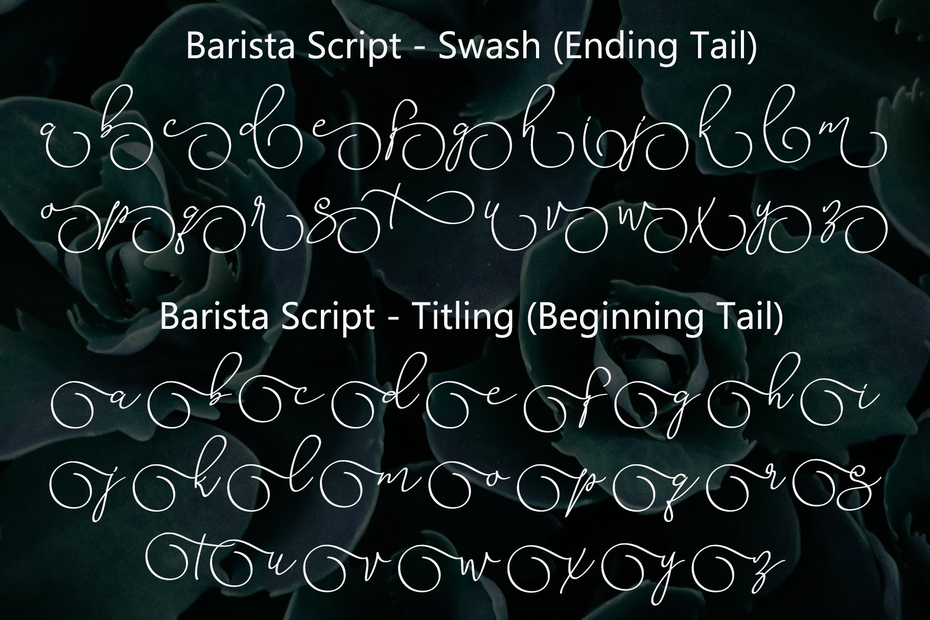 barista script preview 004 188