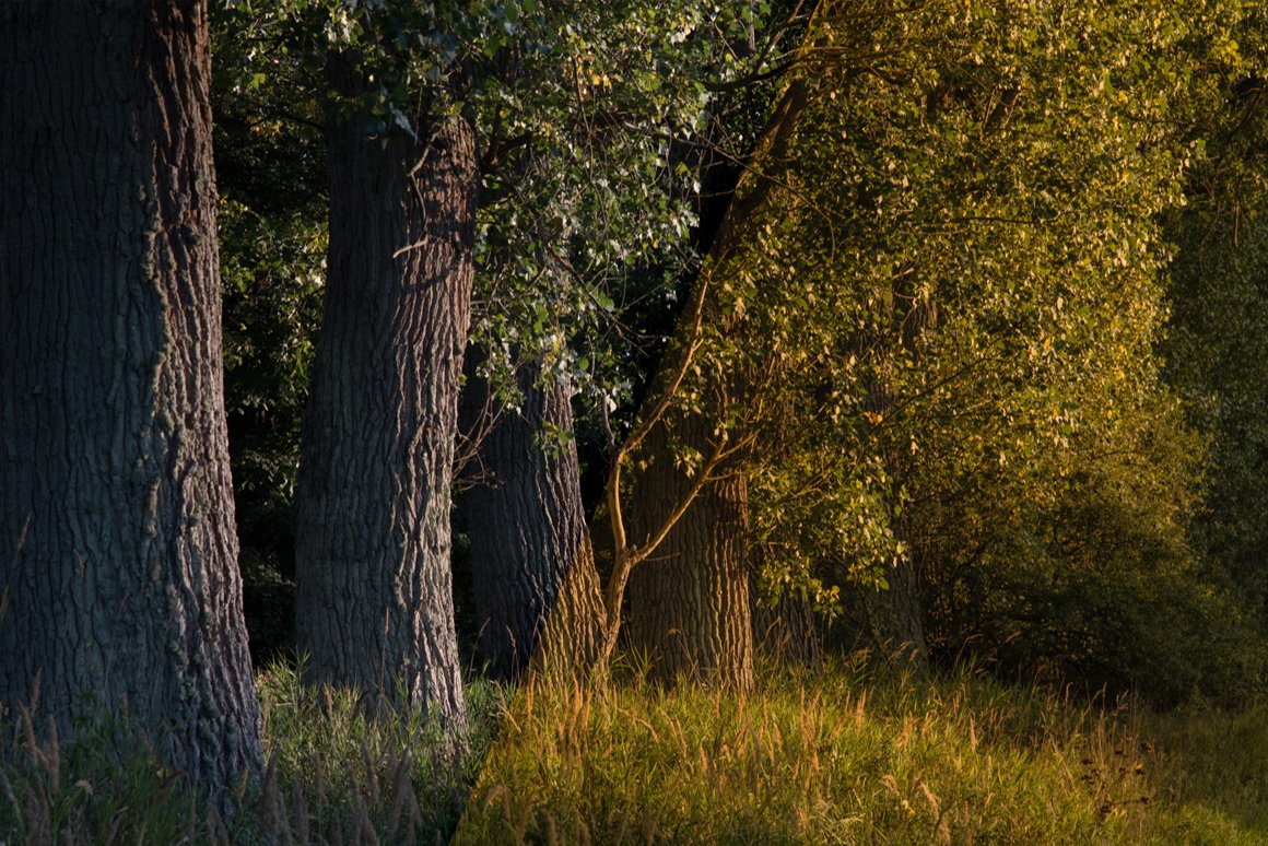 Lightroom Presets Forest Landscapespreview image.