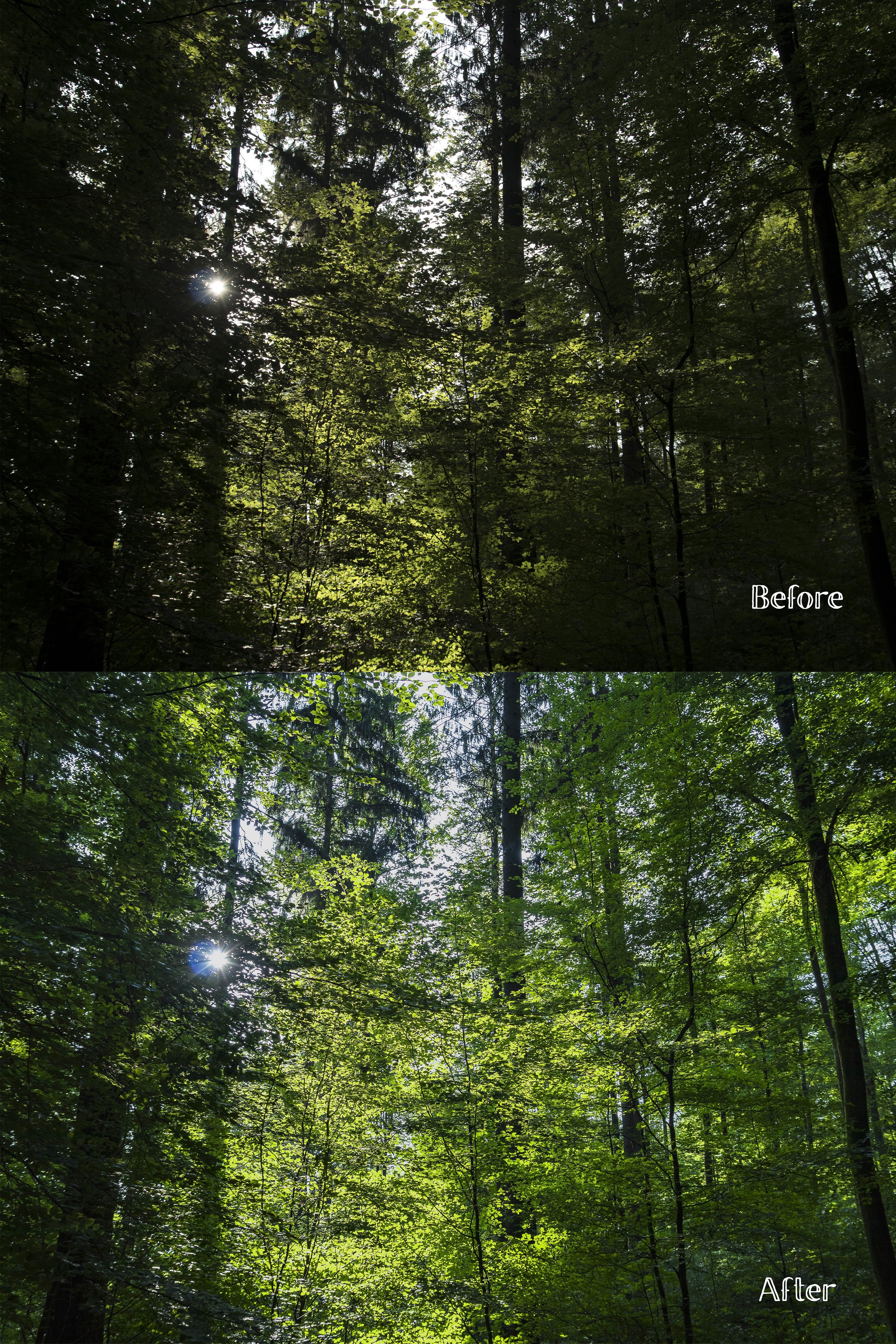 Lightroom Presets - Forest No. 1preview image.