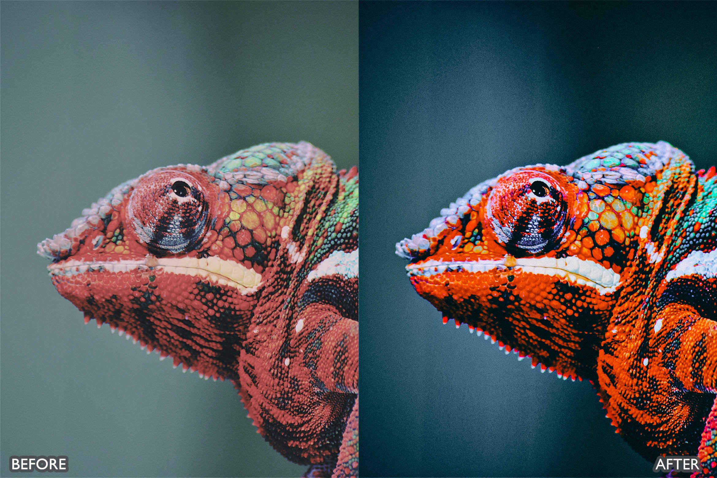 Lightroom Presets For Macro Photospreview image.