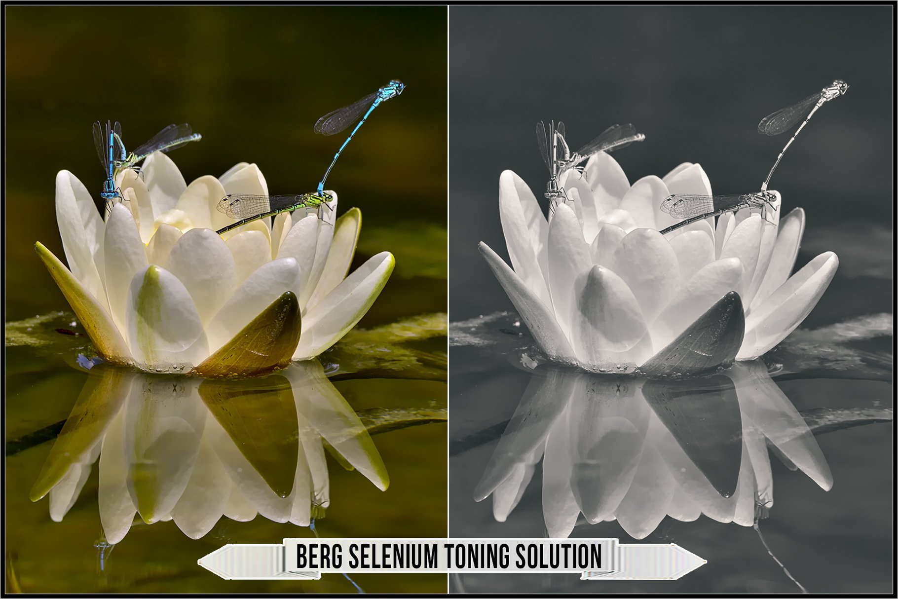berg selenium toning solution 783