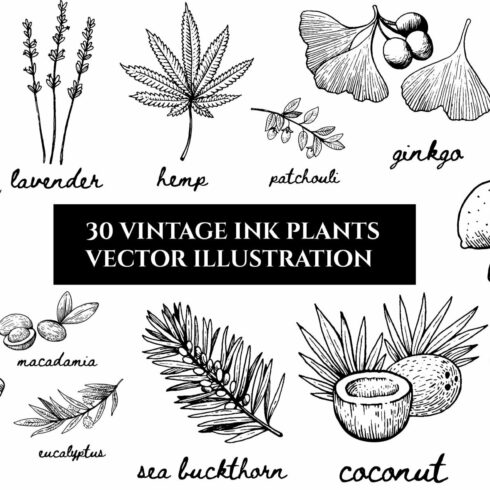 Collection of vintage ink plants and leaves.