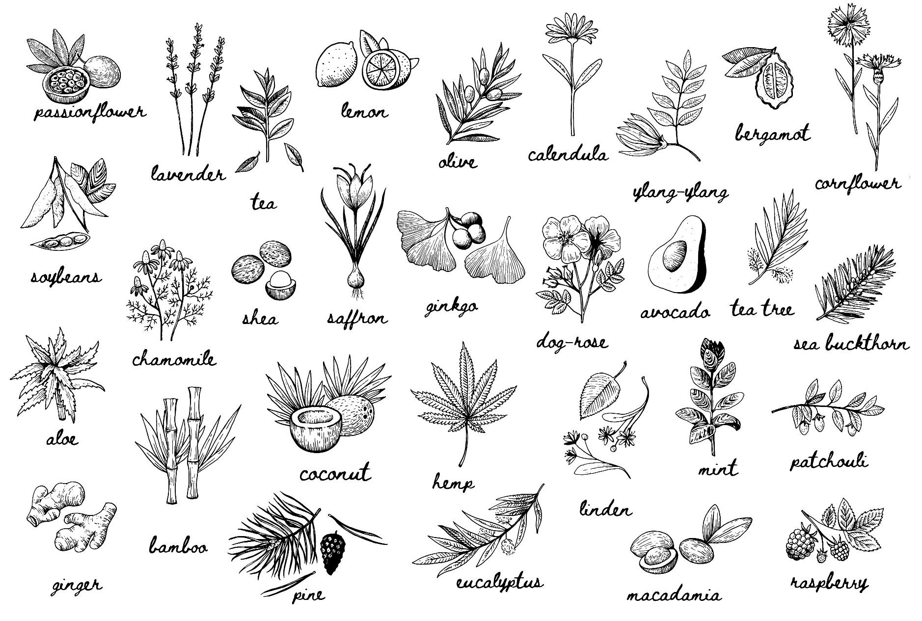 Black and white drawing of different types of plants.