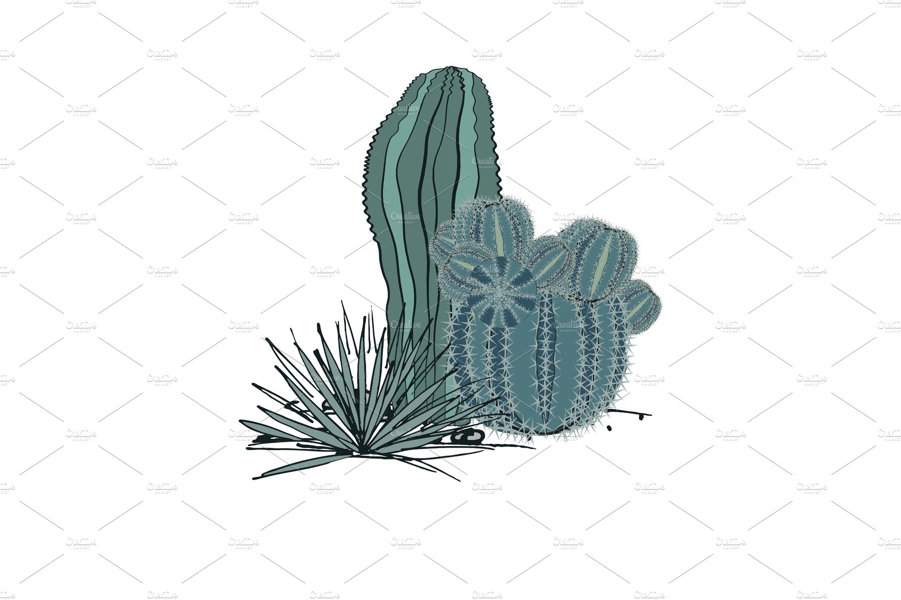 Drawing of a cactus and a plant on a white background.