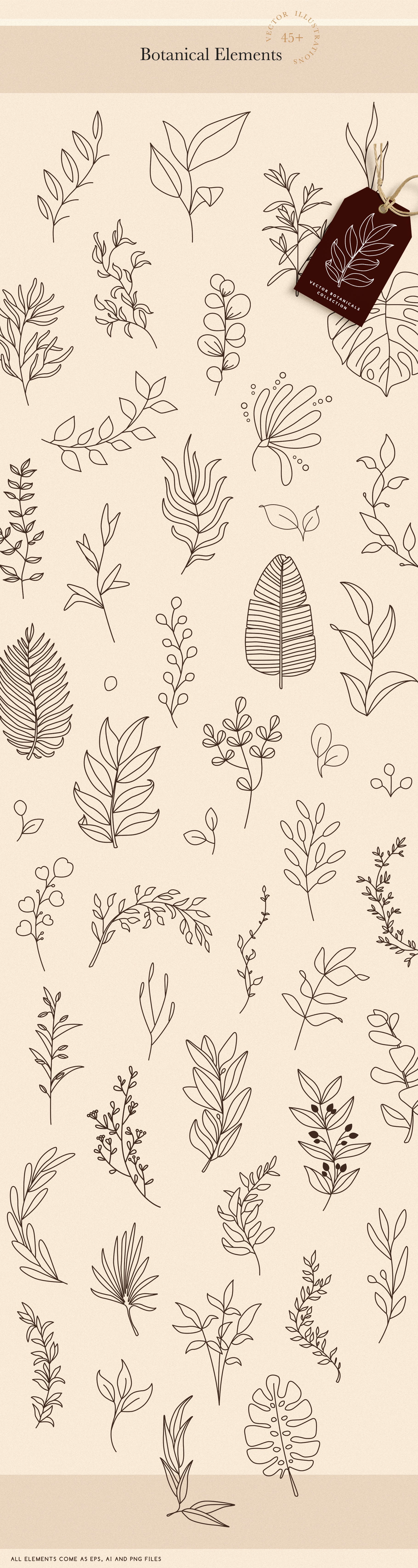 Botanical Elements for Logo Design preview image.