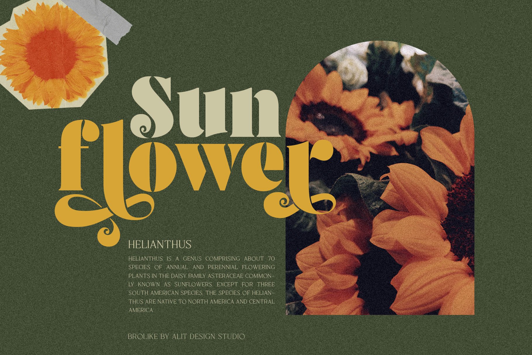 A sunflower is shown with the words sunflower above it.