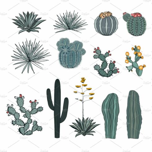 Variety of cactus plants on a white background.