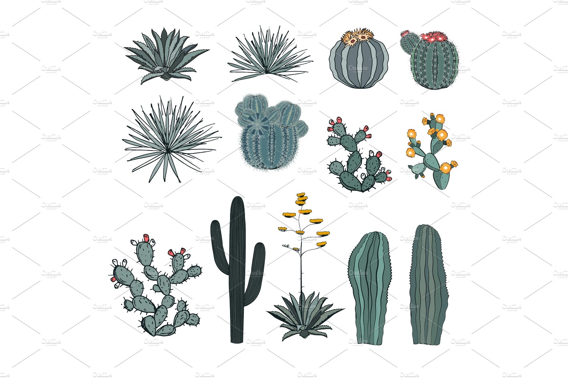 Variety of cactus plants on a white background.