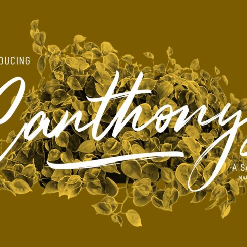 Canthonys Brush Script Font cover image.