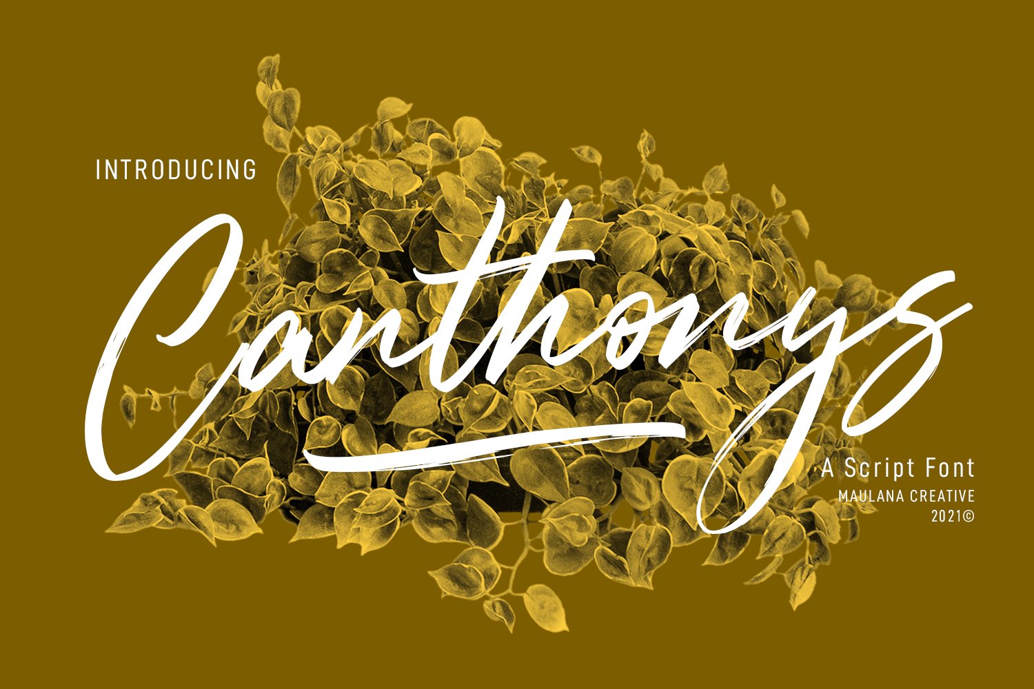 Canthonys Brush Script Font cover image.