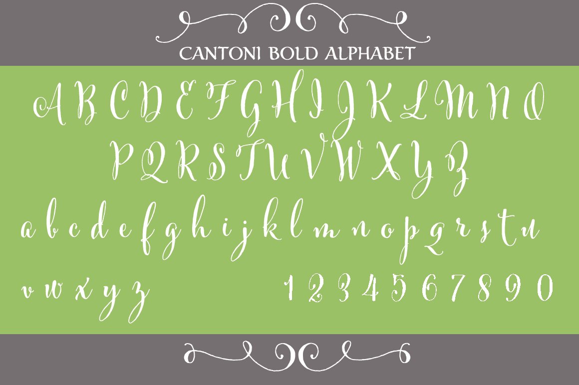 Cantoni Bold Font preview image.