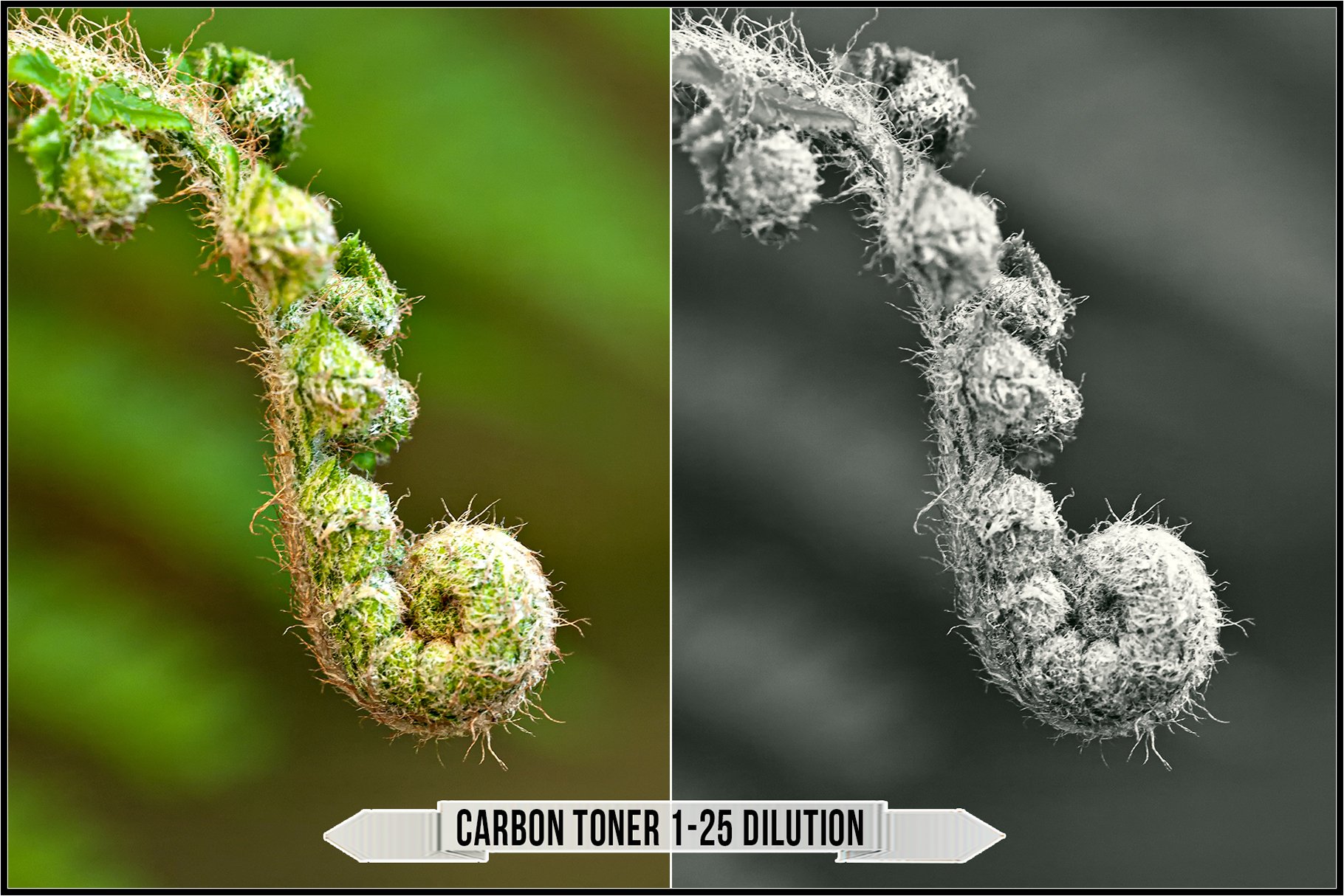 carbon toner 1 25 dilution 639