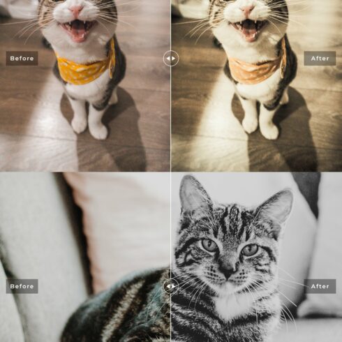 Cats Love Lightroom Presets Packcover image.